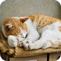 スライド画像１０